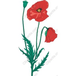 Red Poppy Flower