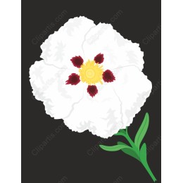 Elegant White Flower
