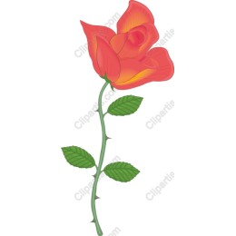 Vibrant Red Rose