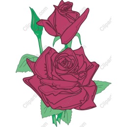 Elegant Maroon Rose