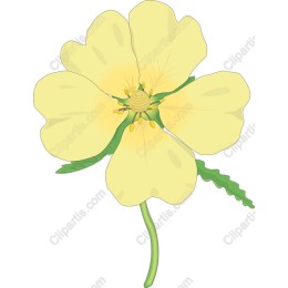 Yellow Blossom
