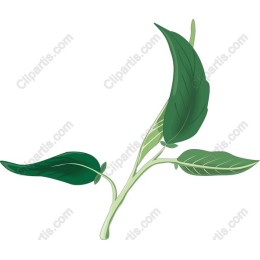 Lush Green Leaf
