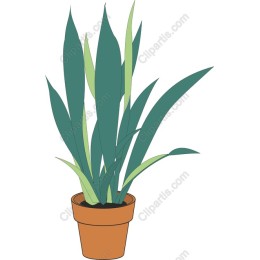 Lush Green Plant in Terracotta Pot