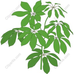 Lush Green Plant