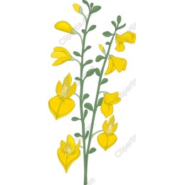 Vibrant Yellow Flower