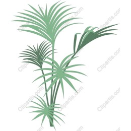 Tropical Palm Foliage