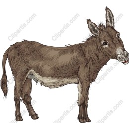 Charming Donkey