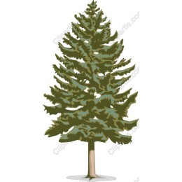 Premium Pine Tree