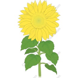 Vibrant Sunflower