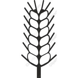 Stylish Wheat Stalk