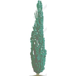 Cypress Tree