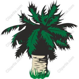 Lush Tropical Palm Tree