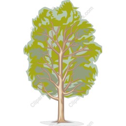 Lush Green Tree