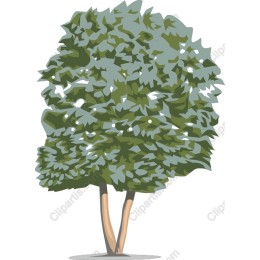 Lush Green Tree