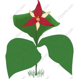 Trillium Flower