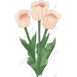 Elegant Tulip Bouquet