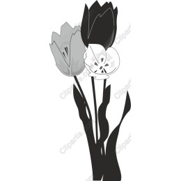 Elegant Monochrome Tulip