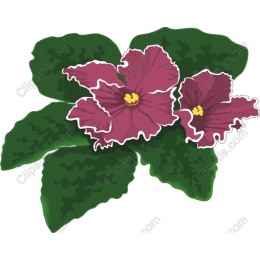African Violet