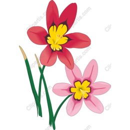Vibrant Red and Pink Flower