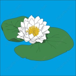 Water Lily
