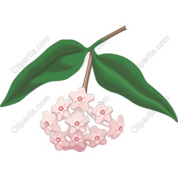 Hoya Plant