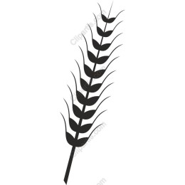 Elegant Wheat Stalk