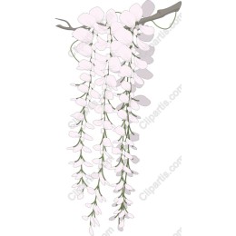 Delicate Wisteria Blossom