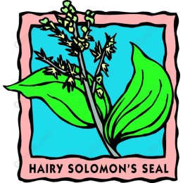Hairy Solomon's Seal