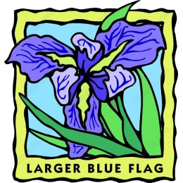 Larger Blue Flag