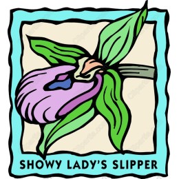 Showy Lady's Slipper