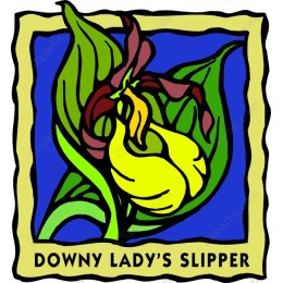 Downy Lady's Slipper