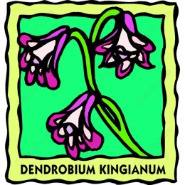Dendrobium Kingianum Orchid
