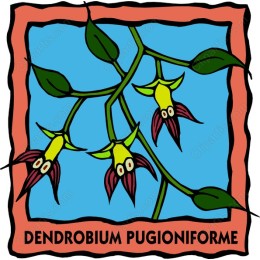 Dendrobium Pugioniformework