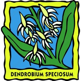 Dendrobium Speciosum Botanical