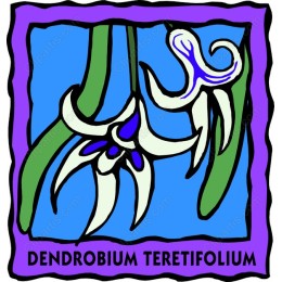 Dendrobium Teretifolium Floral
