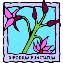 Dipodium Punctatum
