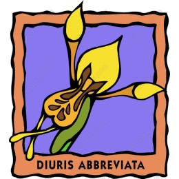 Diuris Abbreviata Floral