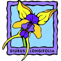 Diurus Longifolia Floral