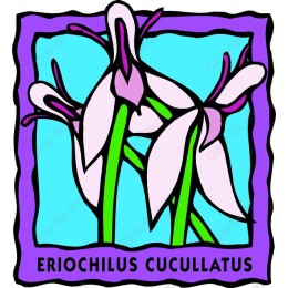 Eriochilus Cucullatus Floral