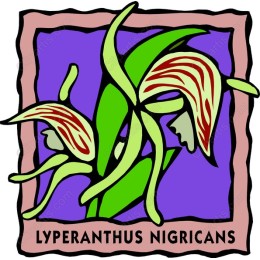 Lyperanthus Nigricans