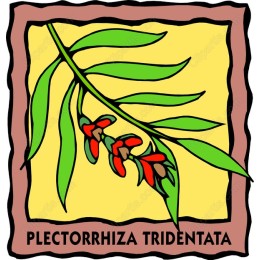 Plectorrhiza Tridentata