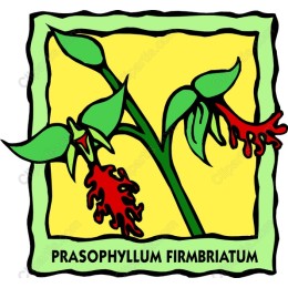 Prasophyllum Firmbriatum
