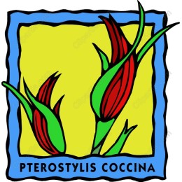 Pterostylis Coccina
