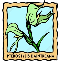 Pterostylis Daintreana