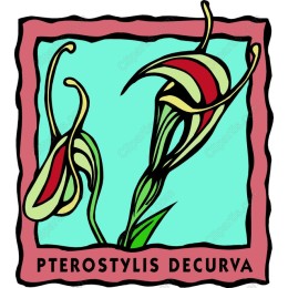 Pterostylis Decurva
