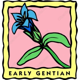 Early Gentian Flower