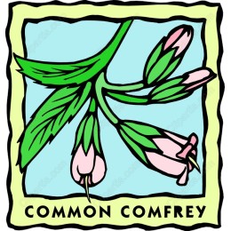 Common Comfrey