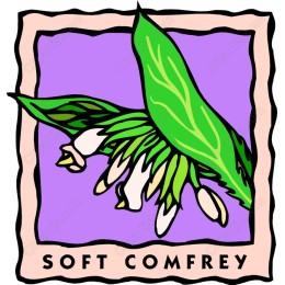 Soft Comfrey