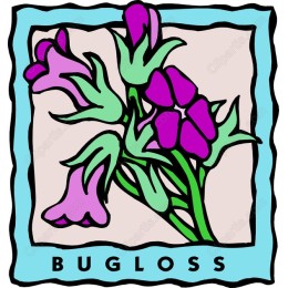 Vibrant Bugloss Flower