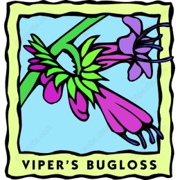 Vibrant Viper's Bugloss